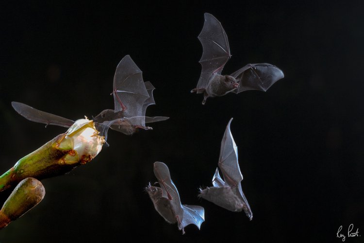 Bats from Costa Rica.