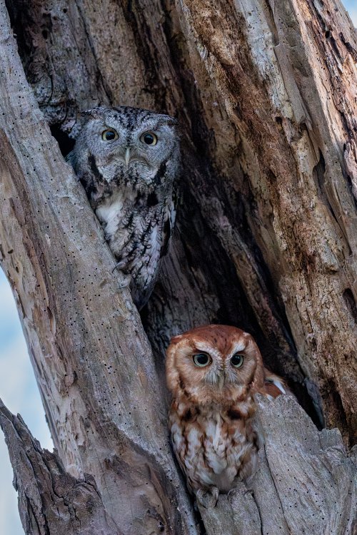 Pair of Eastern Screech-Owls