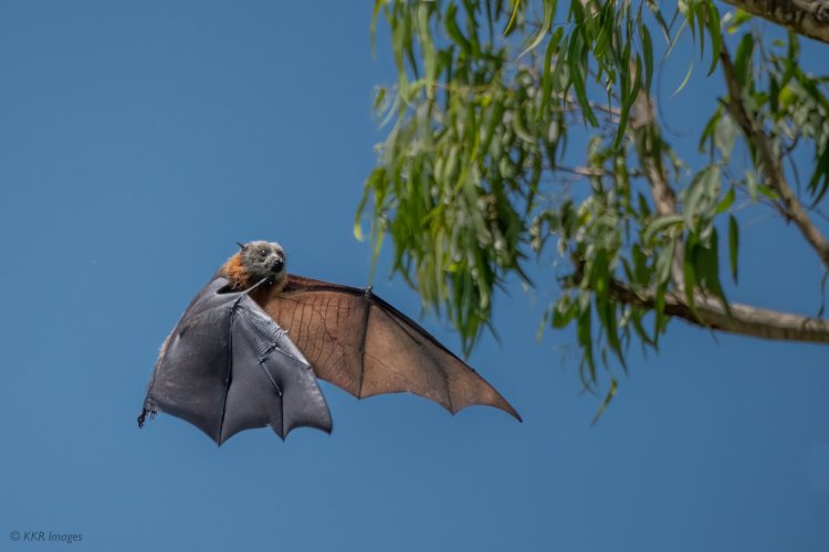 Gray-heading Flying Foxes