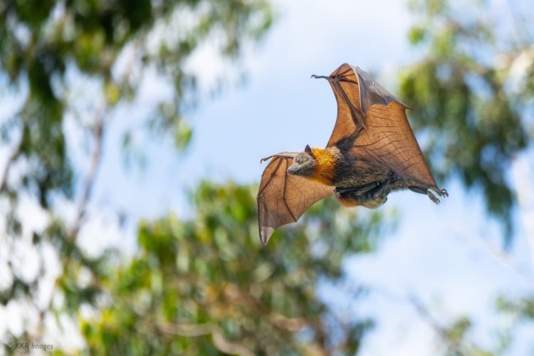 Gray-heading Flying Foxes