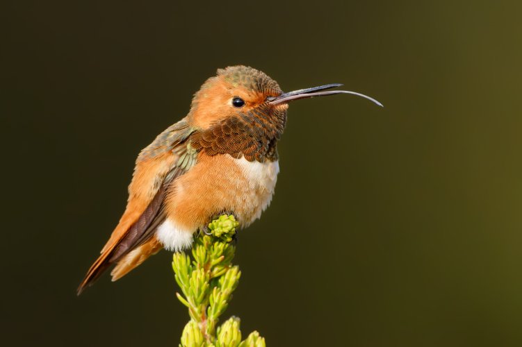 Allen's hummingbird!