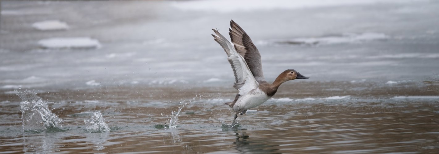 A female Canvasback runs across the water's surface to gain speed for lift off.