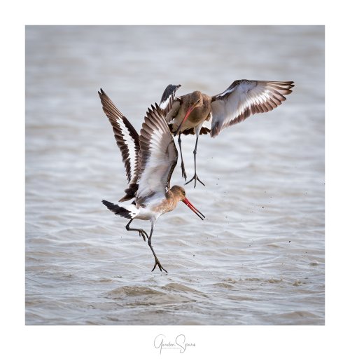 Careful You’ll Have My Eye Out - The Black-tailed Godwit