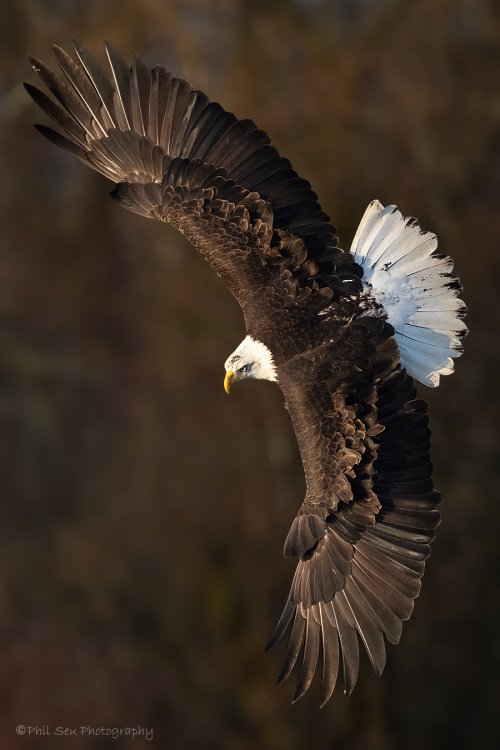 Bald eagle spots a fish