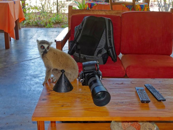 my camera gear and a lemur.jpg
