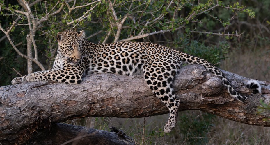 Leopard female