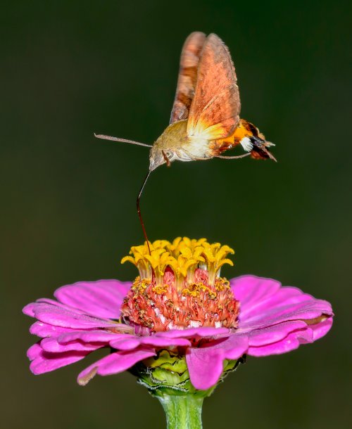 African Humming Bird Moth