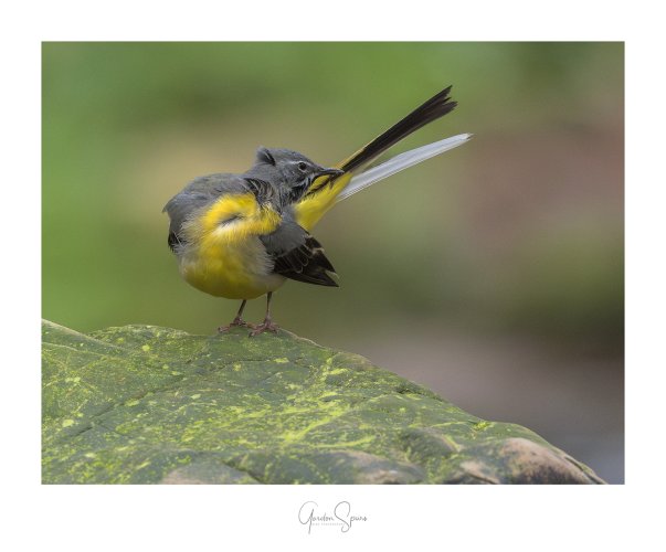 Keeping Your Tail Up - The Grey Wagtail