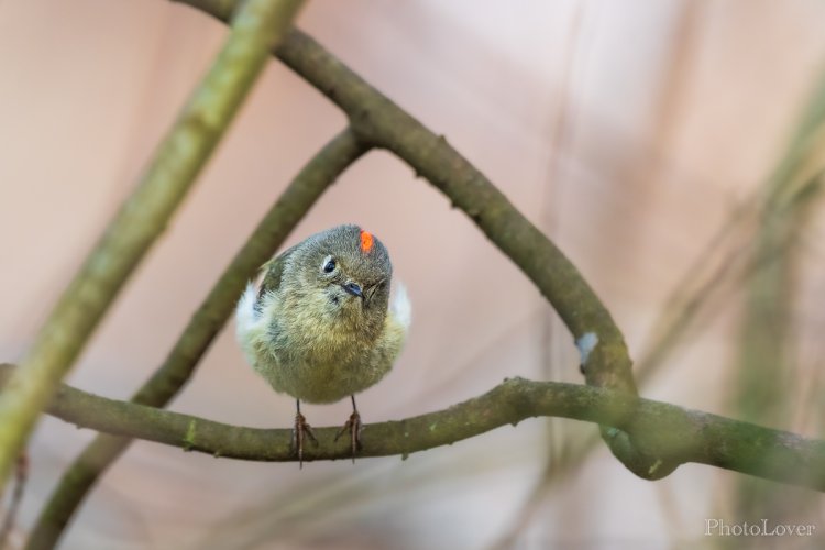 Ruby-crowned Kinglet, checking me out