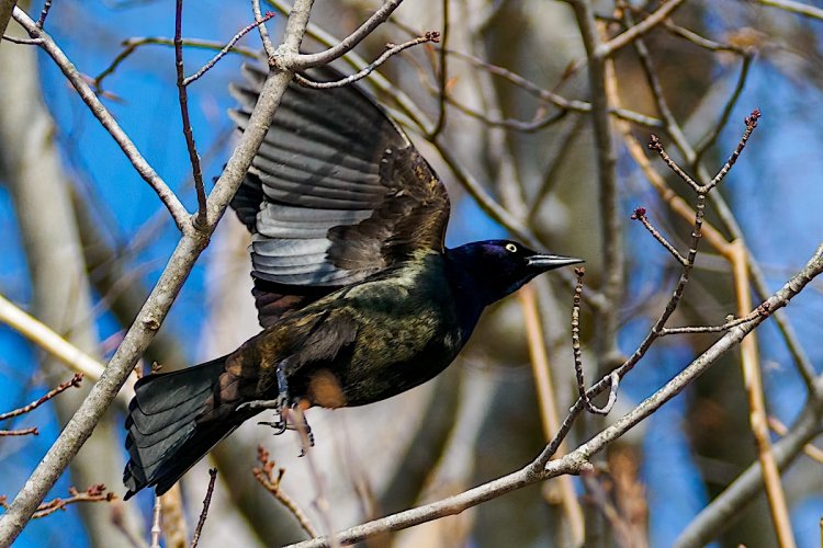 Common grackle showing its spring colours