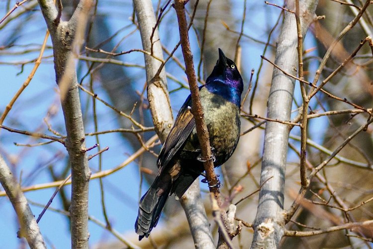 Common grackle showing its spring colours