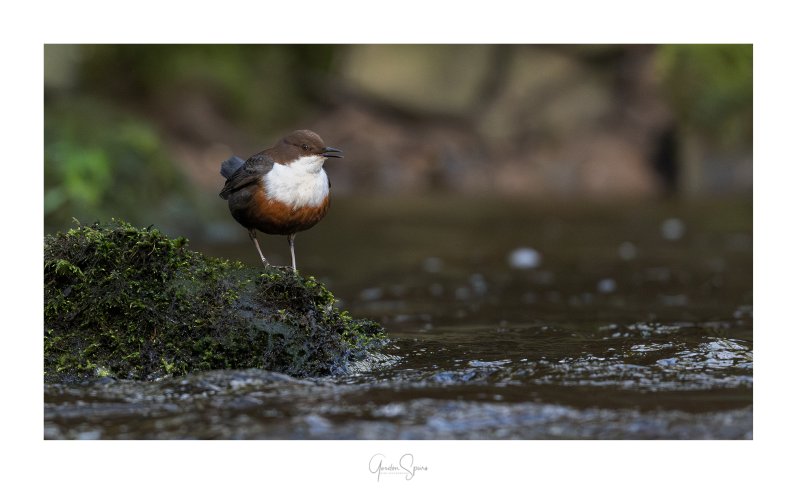 Spring It Is A Coming - (White-throated) Dipper In Song