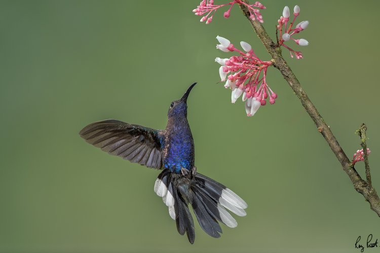 Sabrewing Hummingbirds.  12 images