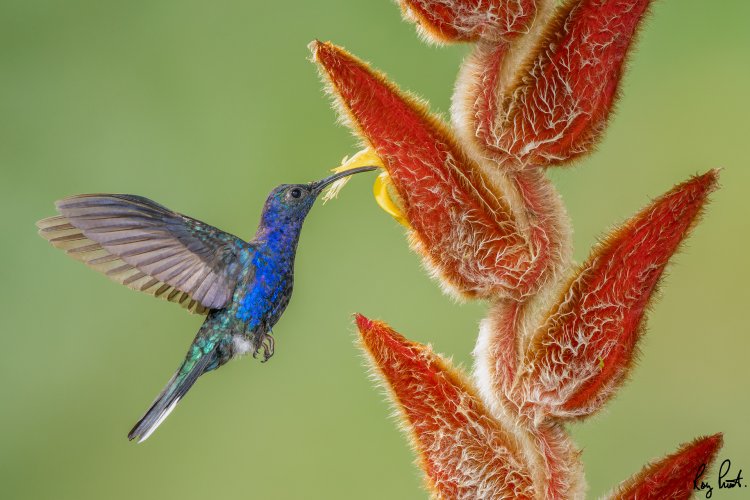 Sabrewing Hummingbirds.  12 images