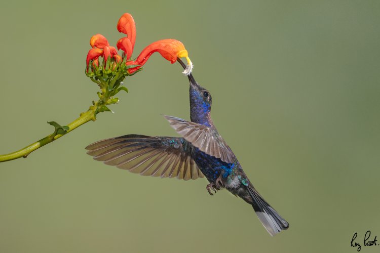 Violet Sabrewing hummingbirds