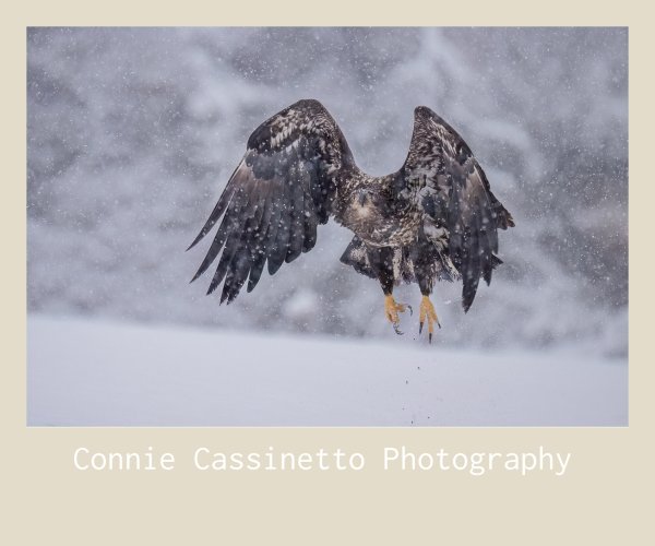 Juvenile Eagle Landing in the Snow - Homer, AK