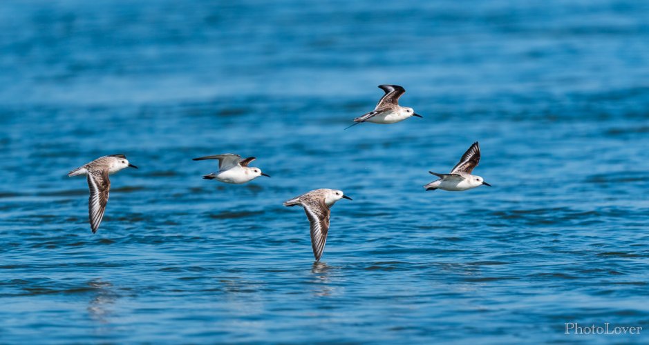 A small flock of Sanderlings in flight