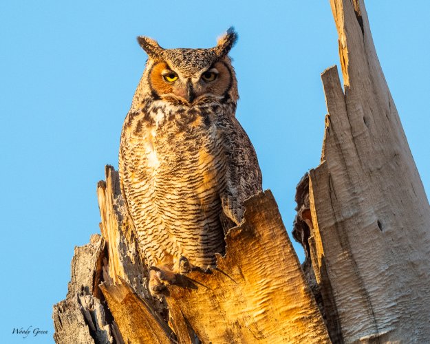 Sunrise Owl