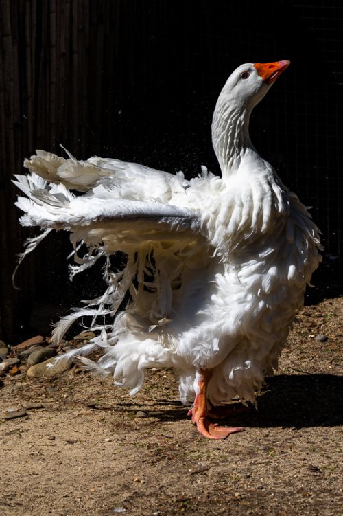 Sebastopol Goose after a bath