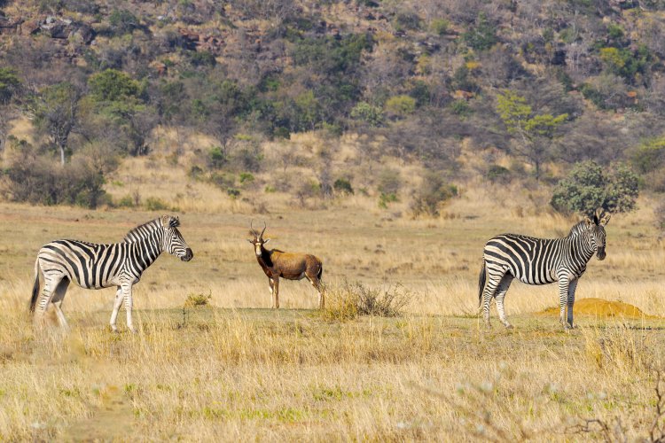 Two Zebras and a Blesbok (not a bar joke)
