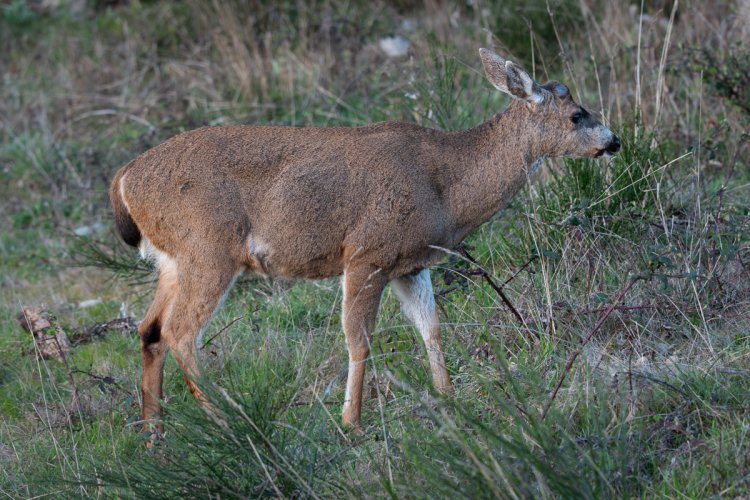 Black-tailed Deer Seen During a Walk