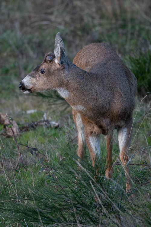 Black-tailed Deer Seen During a Walk