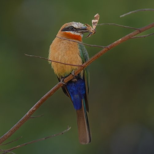 Little bee Eater with catch