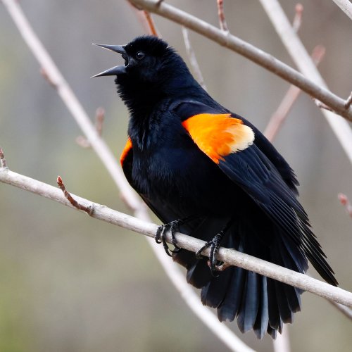 Male Redwing Blackbird