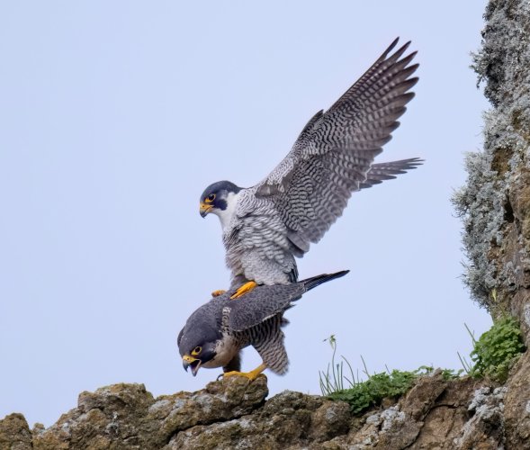 A pair of Peregrine Falcons caught in the act