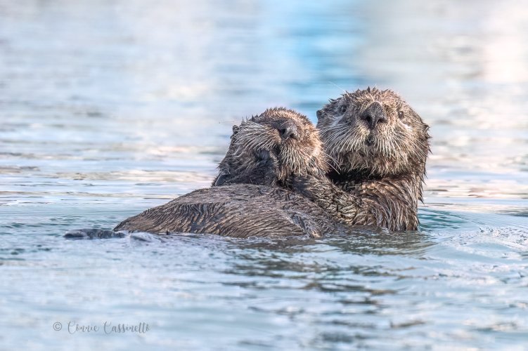 Sea Otters, Homer, AK