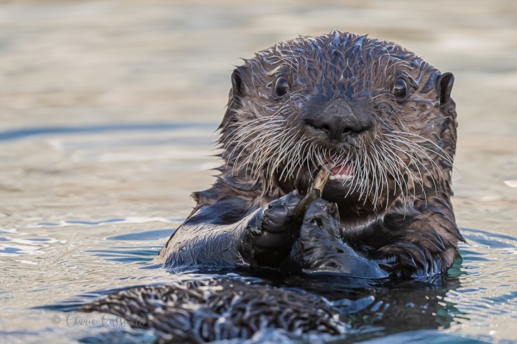 Sea Otters, Homer, AK