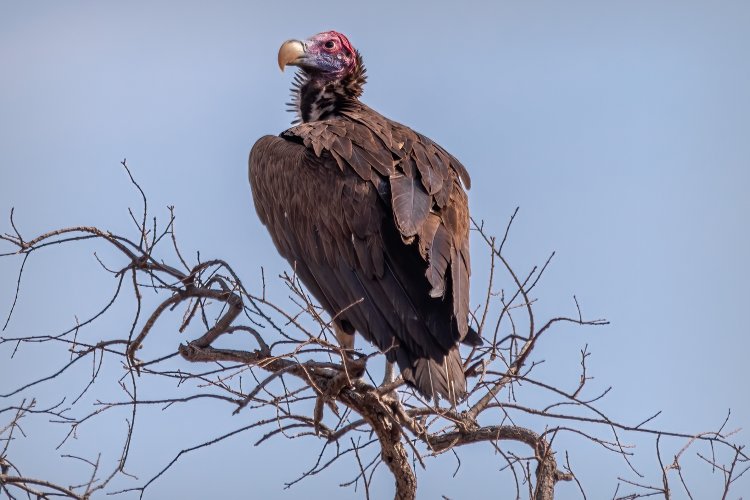 Lappetfaced Vulture