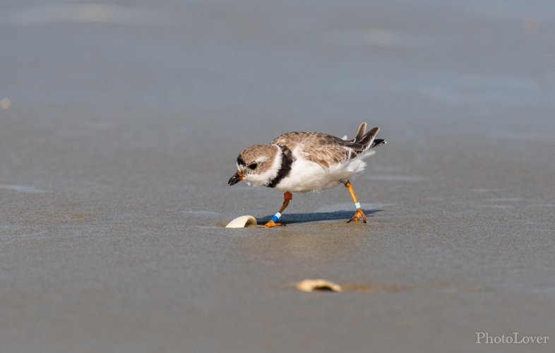 Well banded Plover ..