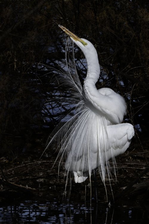 Egrets, Great Blue Heron, Pintail - Gilbert Riparian Preserve