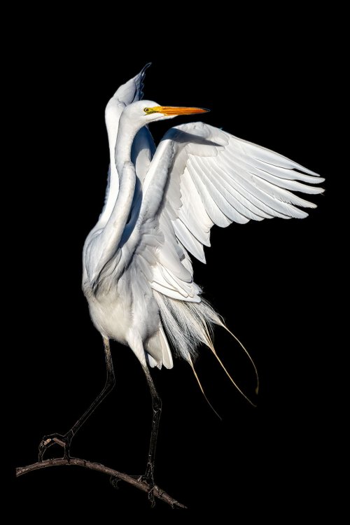 Egrets, Great Blue Heron, Pintail - Gilbert Riparian Preserve