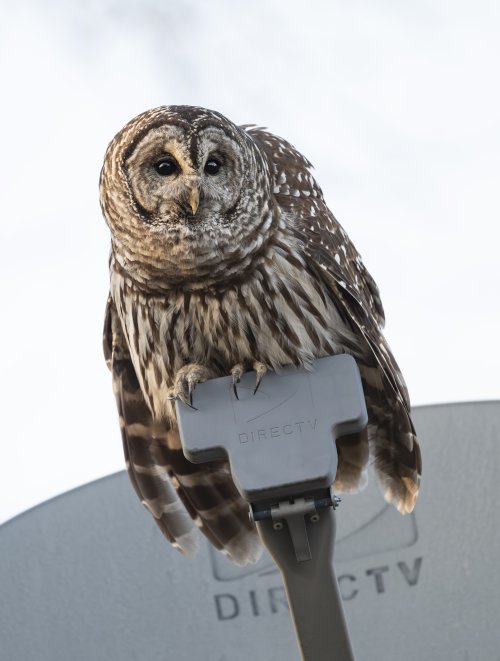 Surprise Barred Owl