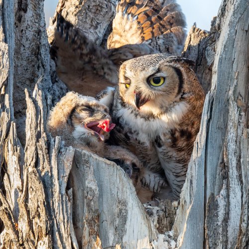 Mom Feeding Owlets
