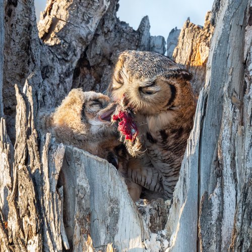 Mom Feeding Owlets
