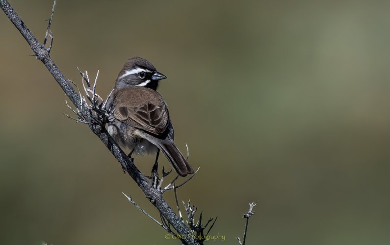 California Desert Bird...Black-throated Sparrow