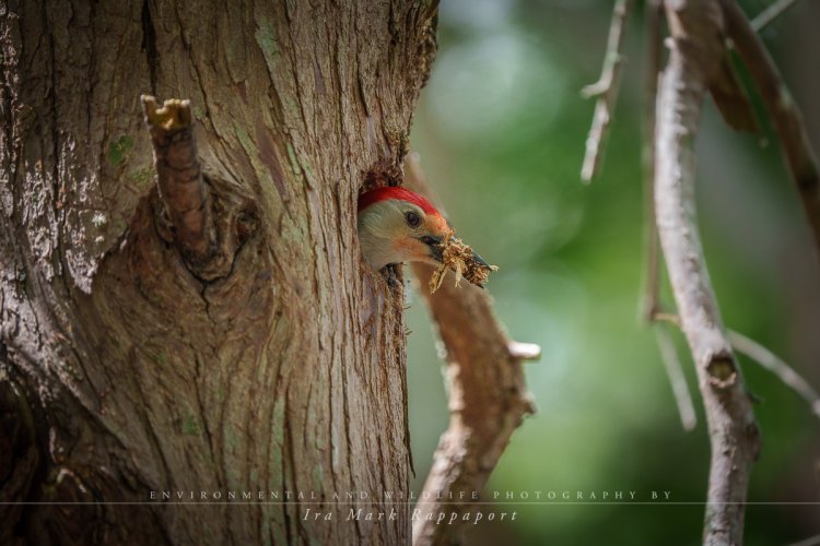 Red-bellied Woodpecker Tidying Up Last Year's Hole