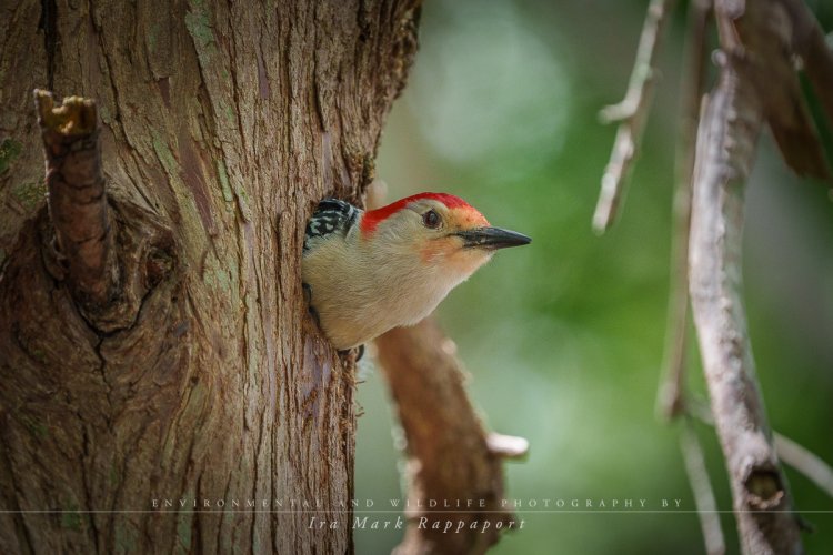Red-bellied Woodpecker Tidying Up Last Year's Hole