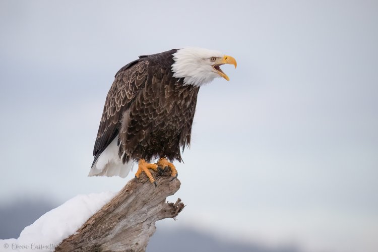 Bald Eagle Portrait Images - Homer, AK