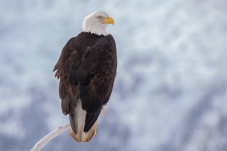 Bald Eagle Portrait Images - Homer, AK