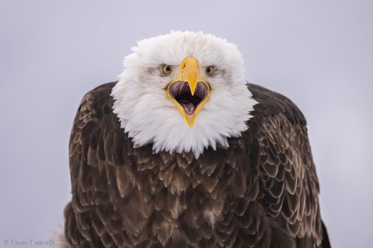 2nd Set of Bald Eagle Portrait Images - Homer, AK
