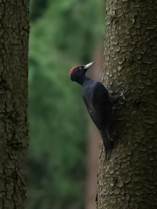 Bleck Woodpecker
