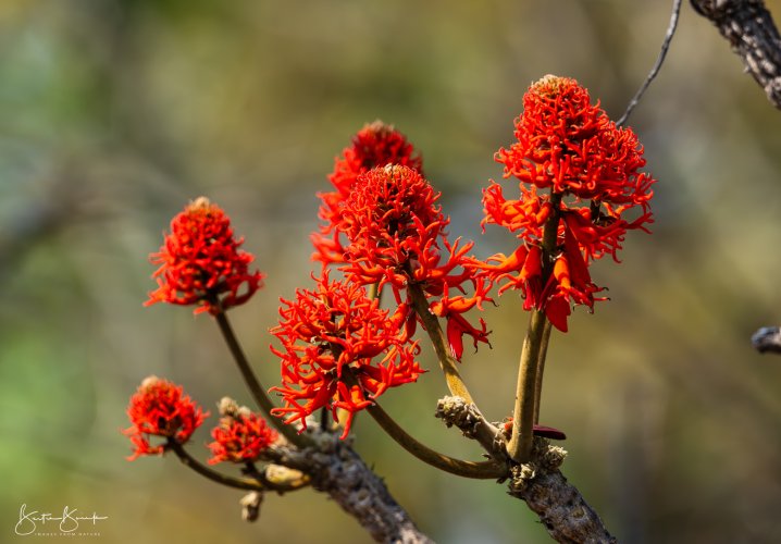 Coral Tree - Central Africa