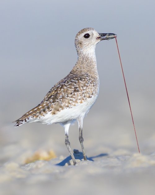 Black-bellied Plover Pulling Up Worm