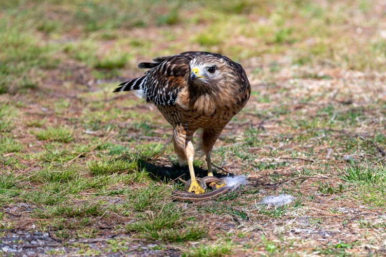 Coopers hawk snares and devours snake