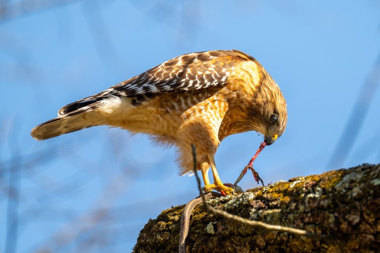 Coopers hawk snares and devours snake