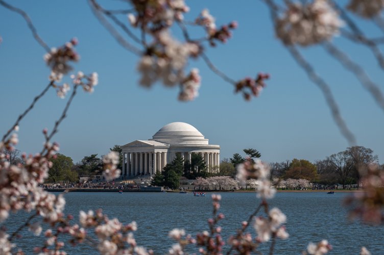 Cherry Blossom Festival in Washington DC